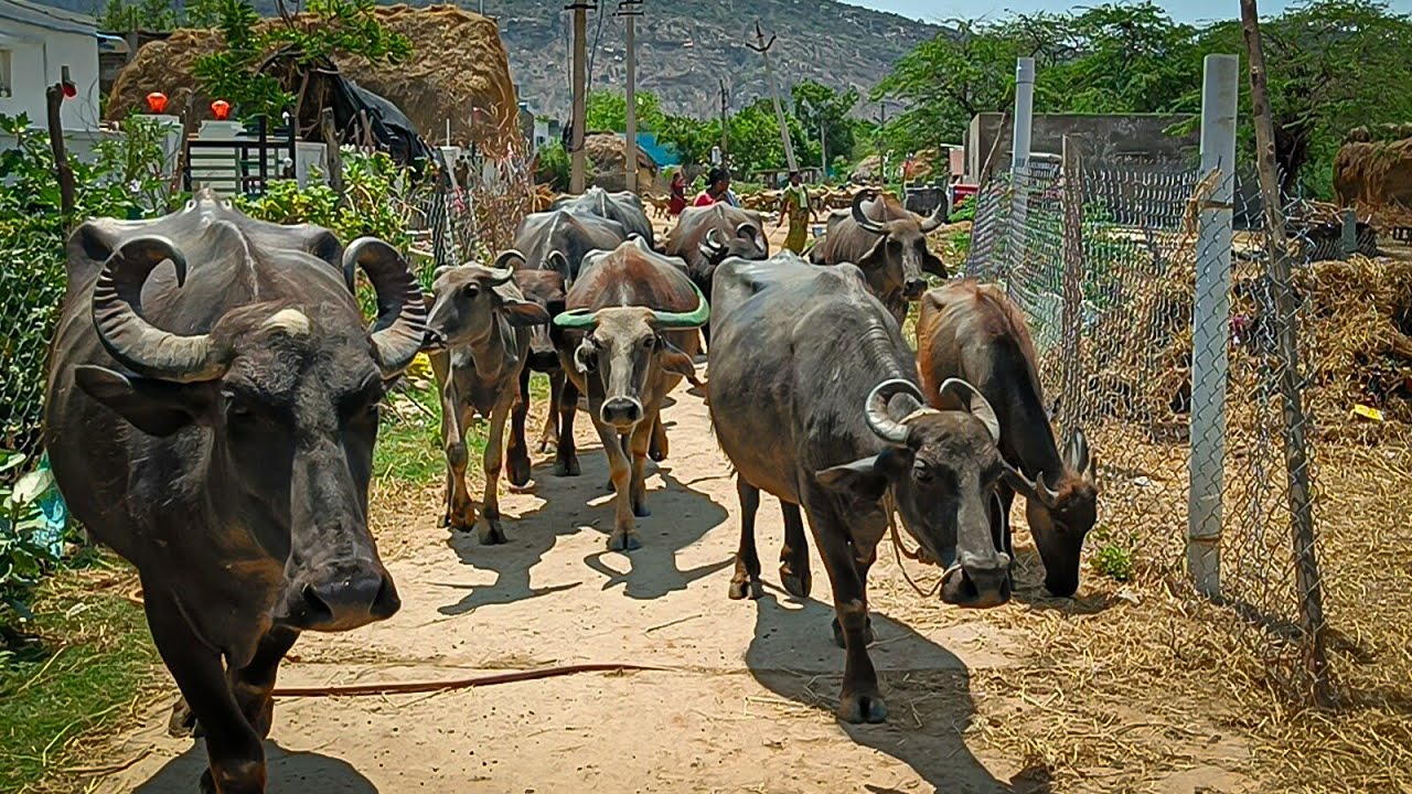 Buffalo Video day-1 Morning iam Unlocked Going to Eating gangama temple ||Shobhamma||