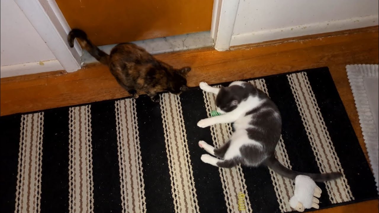 The Kittens Can't Wait for Spring