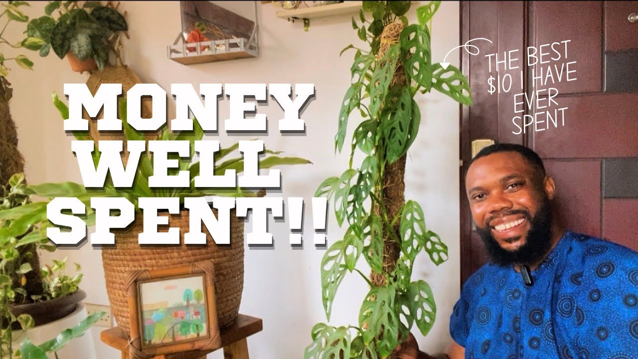 7 Plants You will never regret buying! Plants worth every cent of your dollar!