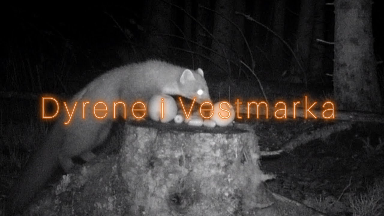 Vestmarka gjennom viltkamera - Episode 6