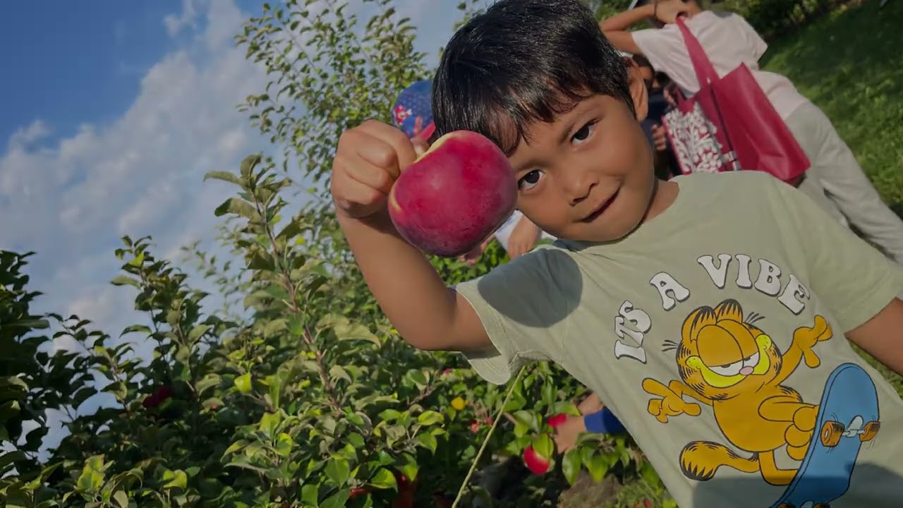 Apple picking last Autumn Season 2025