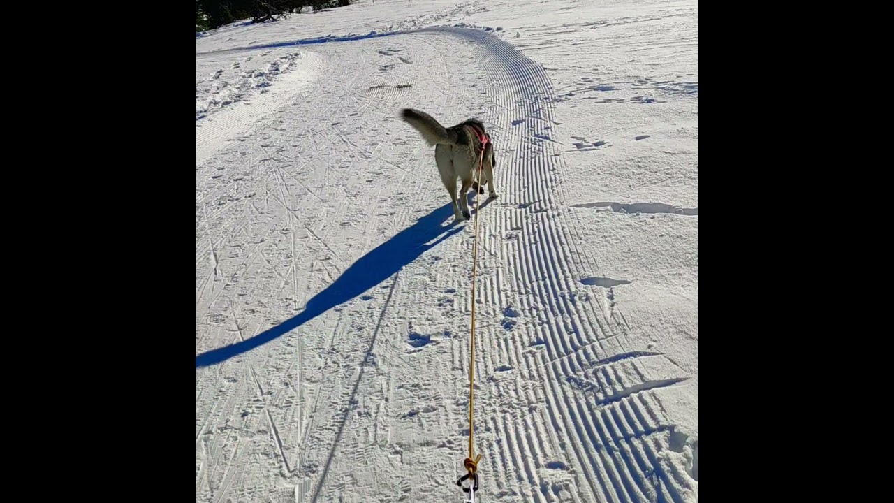 Ski joering 22 janvier 2021