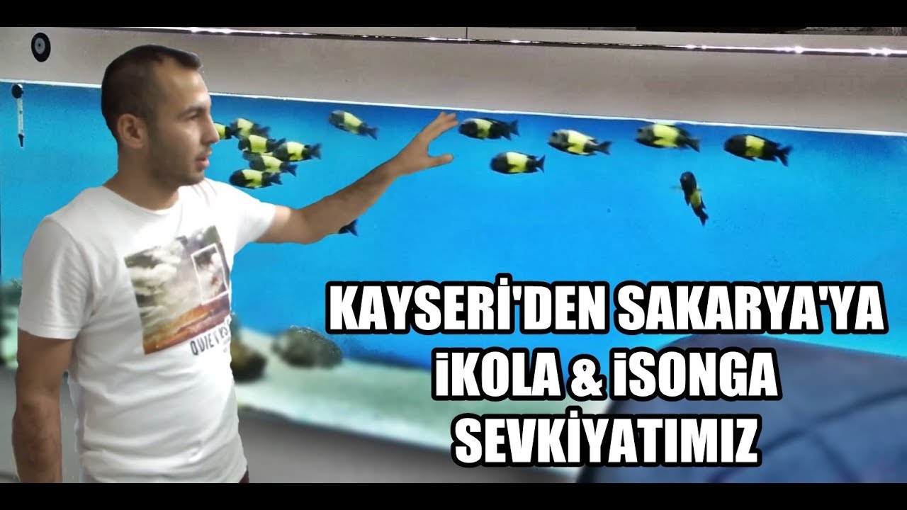 Fishland Akvaryum Sakarya'ya İkola ve İsonga Teslimatımız.