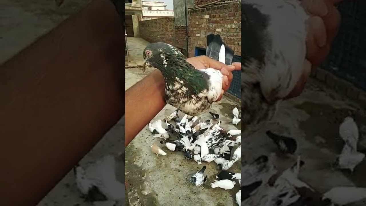 🕊🕊pigeons tips🕊🕊