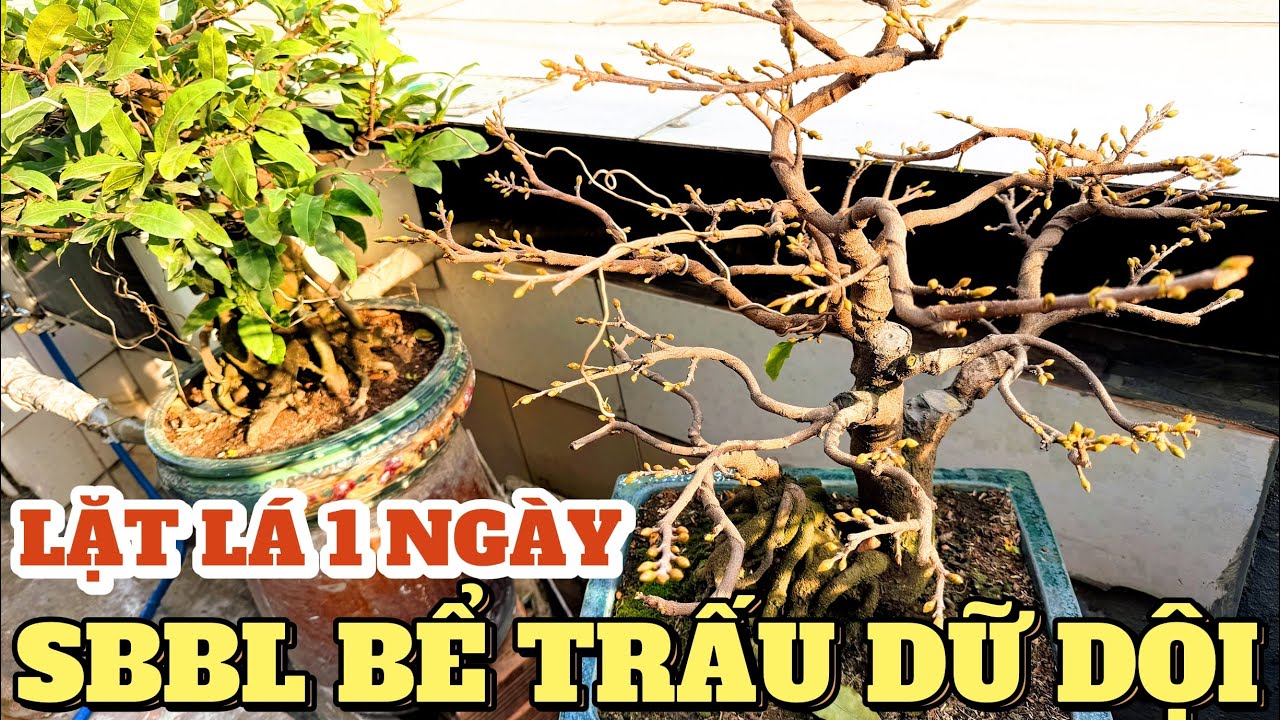 CĂNG! mới lặt lá 16/12 âl siêu bông Bình Lợi bể vỏ trấu dữ dội bung đồng loạt chỉ sau 1 cơn mưa lớn!