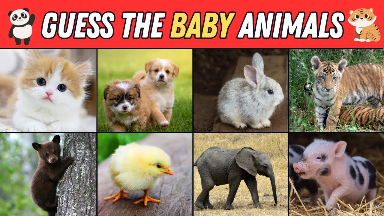 Guess the Baby Animals | 3 Seconds Quiz | Guess 50 Animals for Kids