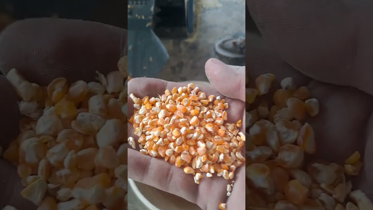 corn milling machine 6N80 vibratory  and 6N100 vibratory with vacuum