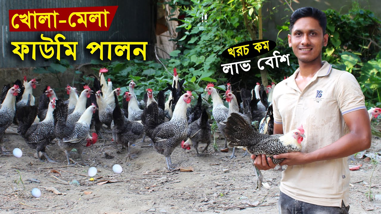 প্রাকৃতিক পদ্ধতিতে খোলা মেলা ভাবে ফাউমি মুরগি পালন | ফাউমি মুরগির খামার | Faomi murgi