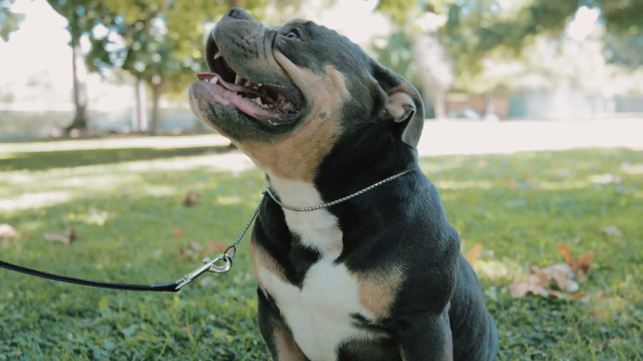 Bully Market’s Bowser The Pocket Rocket