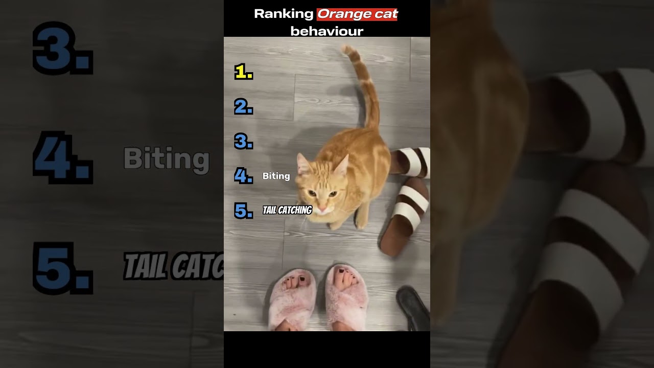 Why do Cats do THIS??