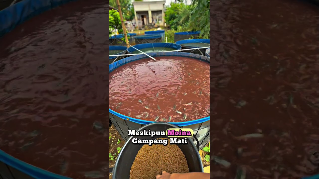keunikan kutu air dan cara kultur sederhana dengan air lele merah matang #animal #kucinglucu
