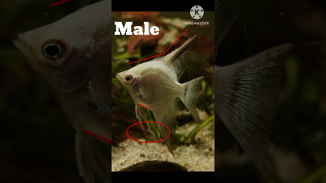 Angelfish male and female identification