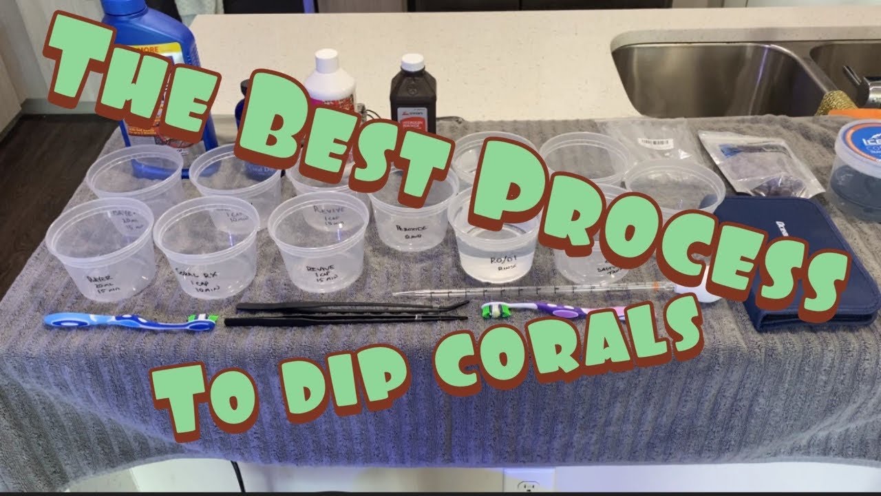 Waterbox AIO Nano Reef Tank Build | Ep. 33 | How I Dip My Coral