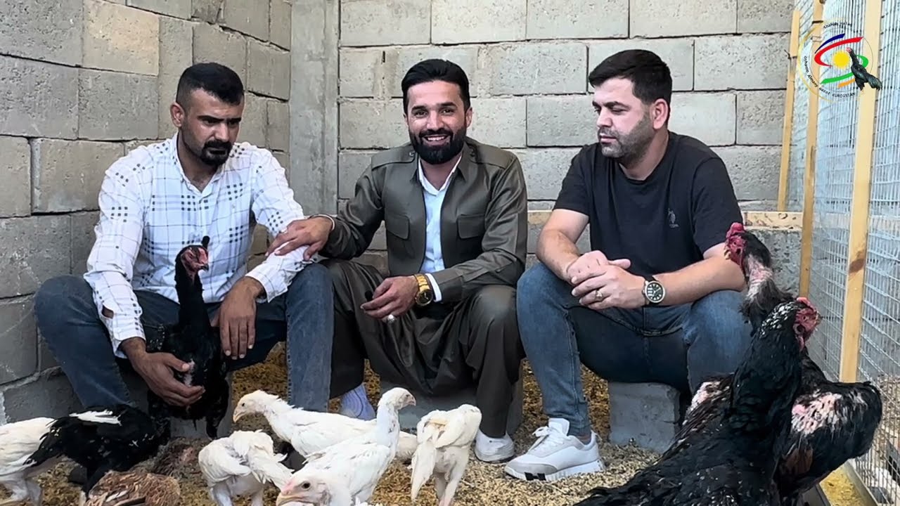 Kurd shamo la Kurdistan #شهاب حلاق