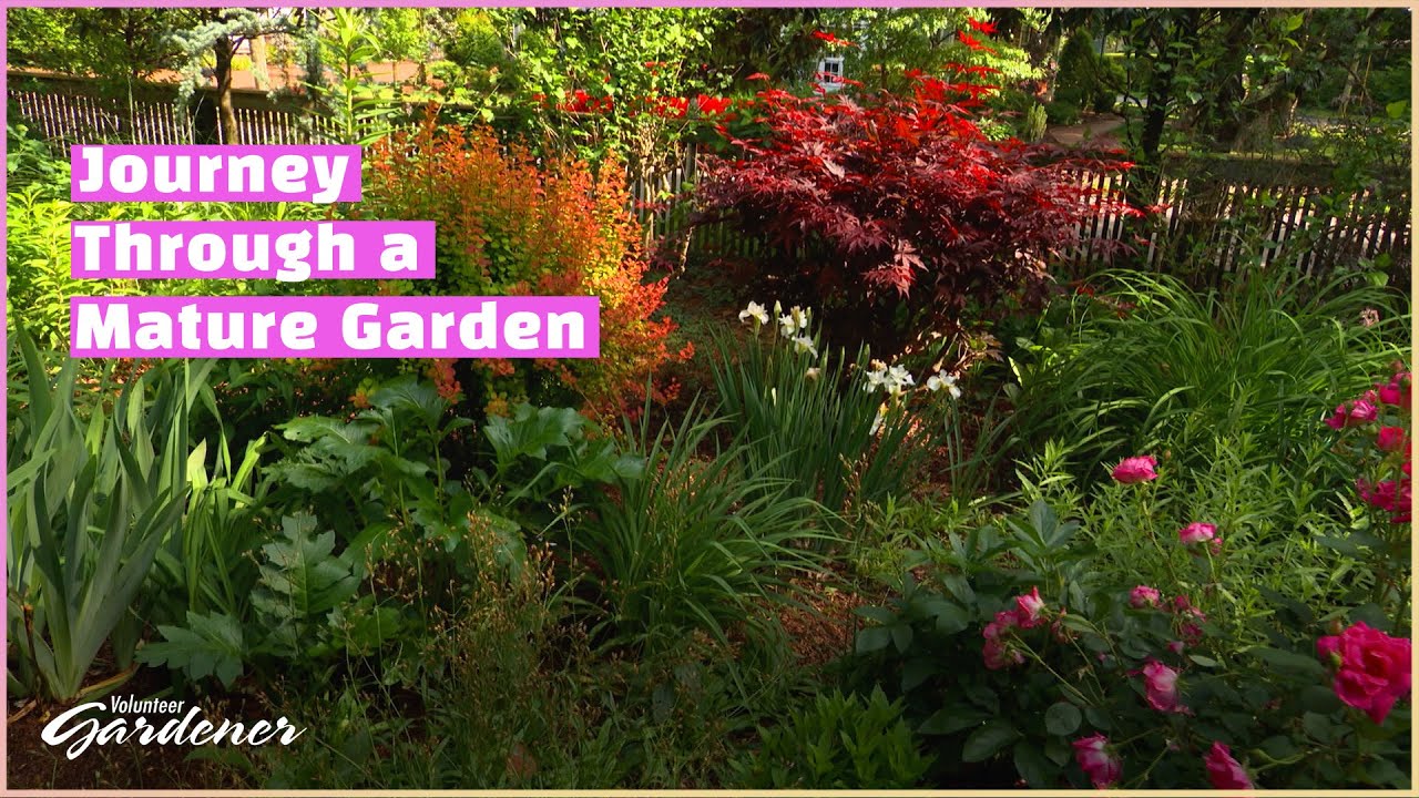 A Mature Garden: Realizing the Potential | Volunteer Gardener