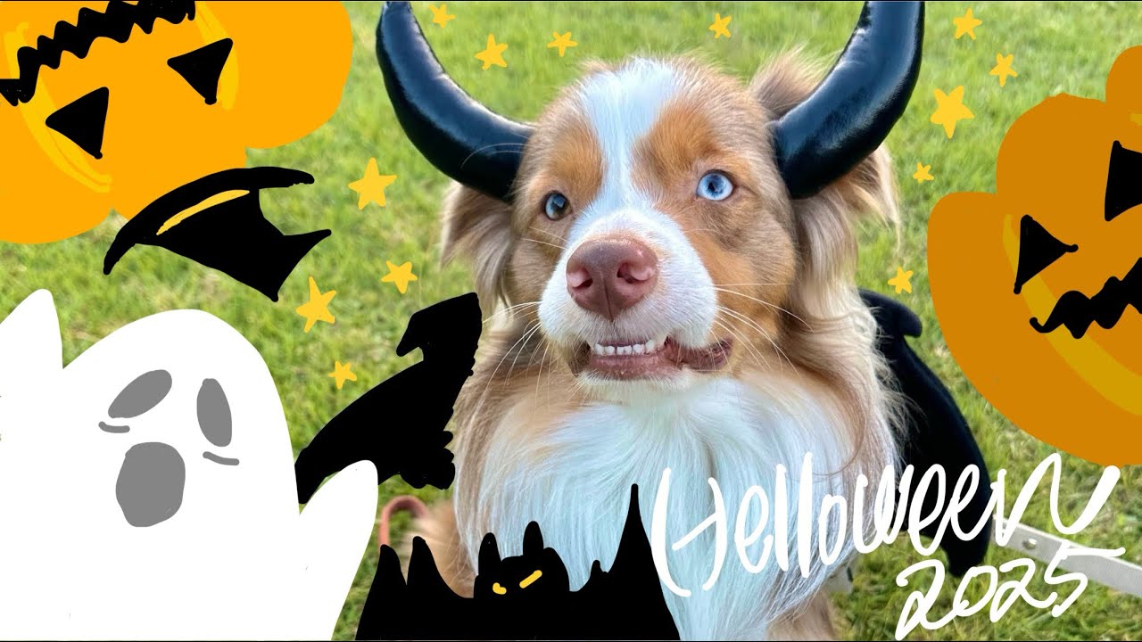 【鈴鹿散歩】ミニチュアアメリカンシェパードのラフィーとただカフェに行ってお散歩する動画【MAS】