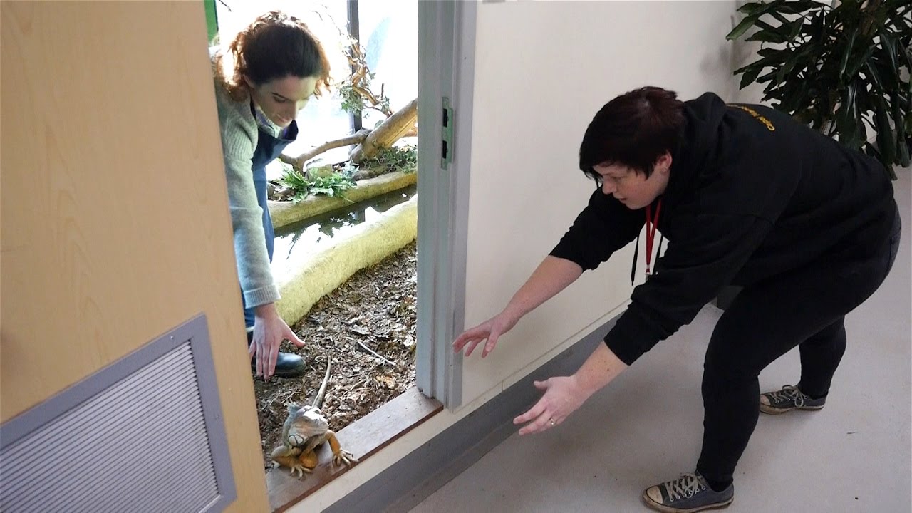 Mannequin Challenge at Capel Manor College