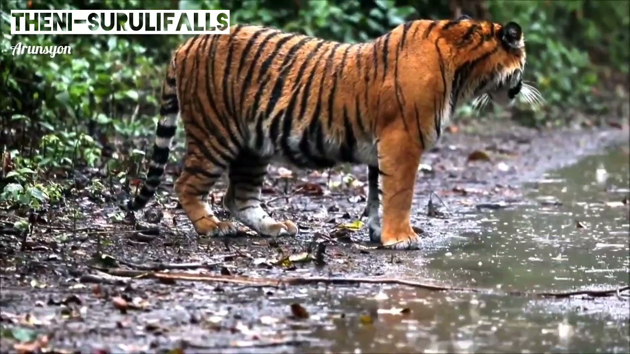 Theni-Cumbum Suruli Falls | Beautiful Bengal Tigress Roaming around | 🐅
