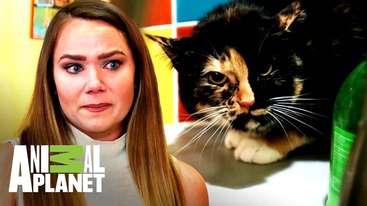 Dueña de gata antisocial tiene miedo de perderla | Mi gato endemoniado | Animal Planet