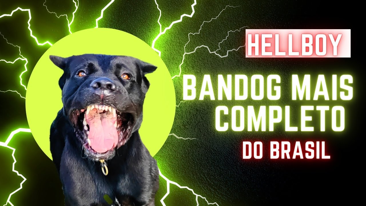 O Bandog Mais completo do Brasil