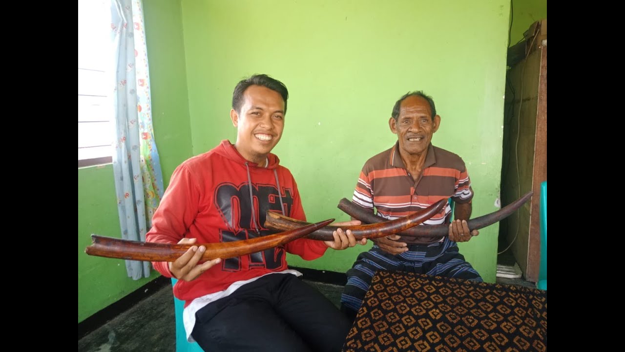 Tradisi Antar Mas Kawin ( Belis) Pakai Gading Gajah di Rajawawo - Ende, Flores, NTT