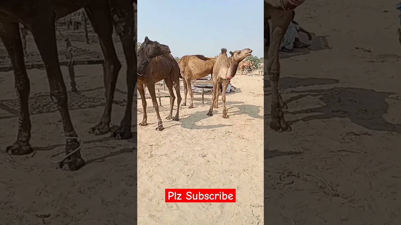 #camelvideo
