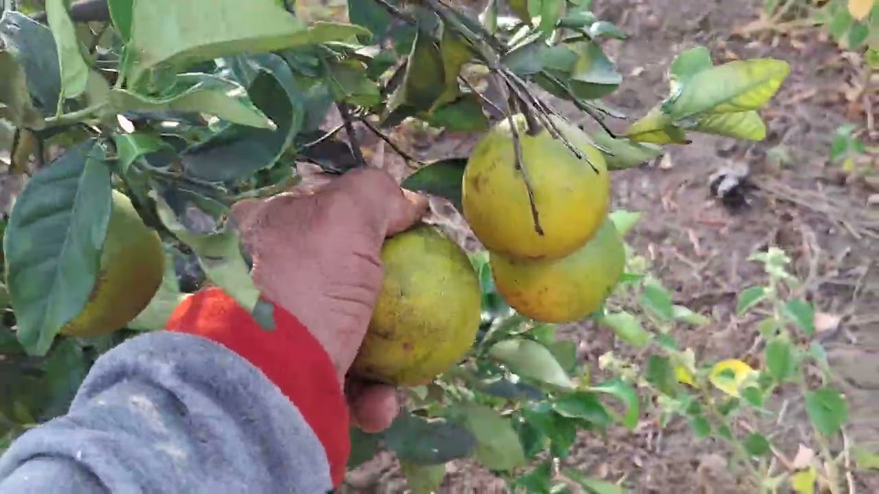 Vende se um sítio com uma tarefa de terra  e uma casa boa na colônia treze lagarto Sergipe ou troca.