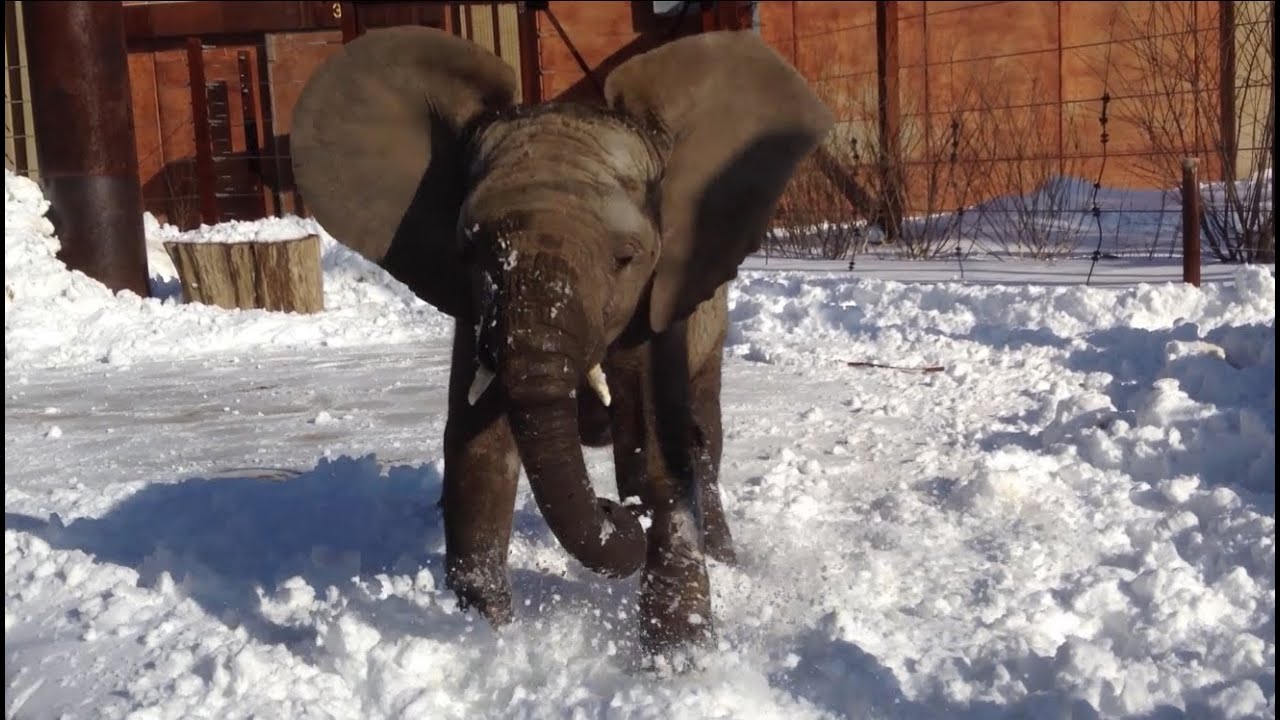 Lucas the elephant calf plays in snow