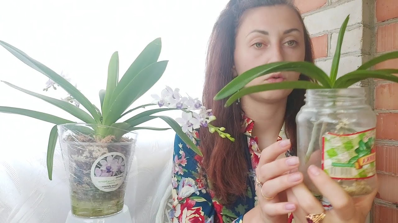 Обменяемся ОПЫТОМ❓ Посадка ОРХИДЕИ в мох быстро и просто