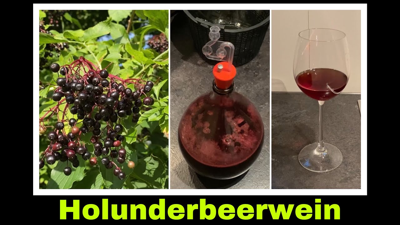 Holunderwein - vollständiger Herstellungsprozess, Fruchtwein keltern | Holunderbeeren Wein