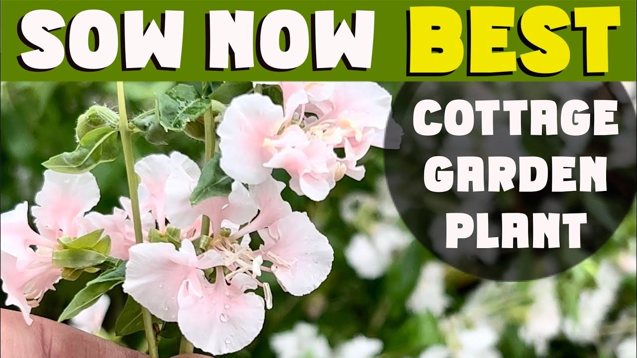 SOW NOW: For the Perfect 10/10 cottage garden flower. SEPTEMBER sowing.
