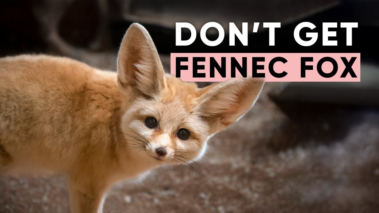 Don’t Get a Fennec Fox Unless You’re Ready for This!