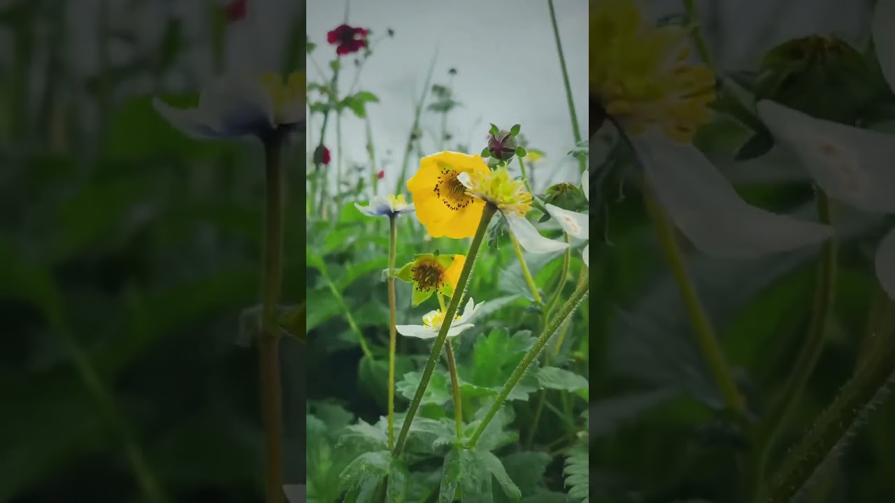 Flower Valley | Himalayan Flowers