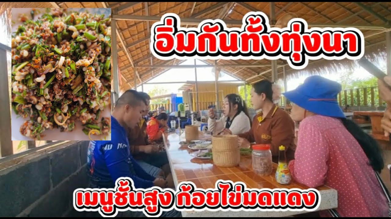 เมนูเด็ด ชั้นสูง!! อิ่มกันทั้งนา ก้อยไข่มดแดง แซ่บๆ 