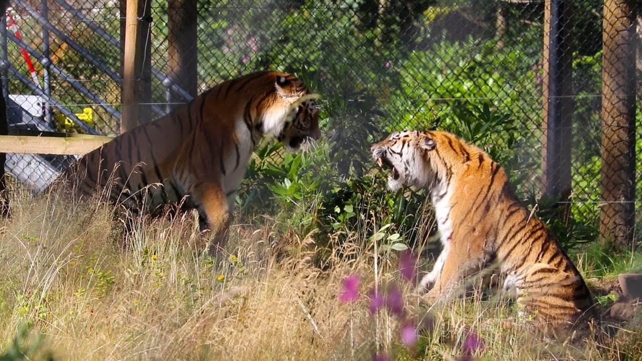 Dramatic tiger flirting | Amur Tigers mix on safari!