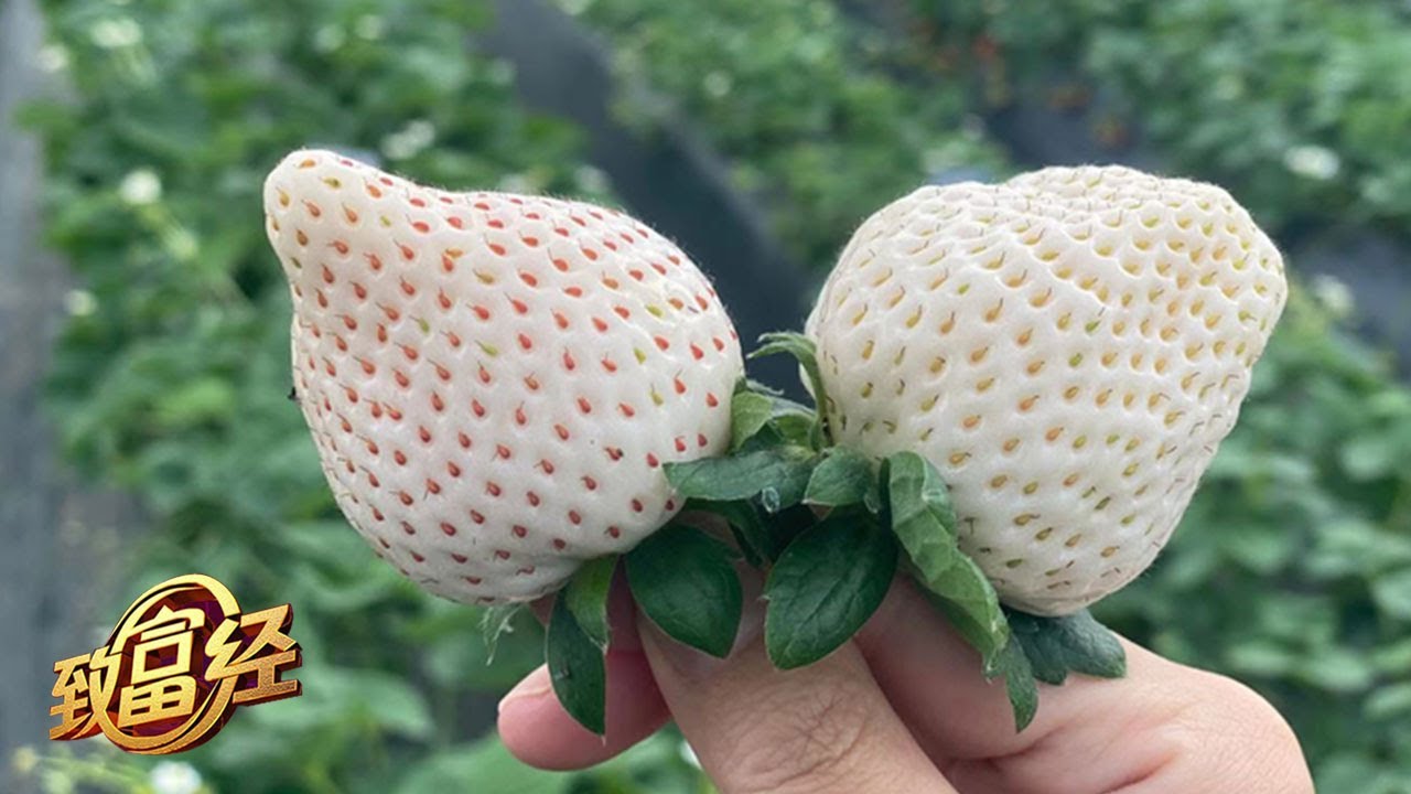 他改变种植模式，种出了与众不同的白草莓！黑灯下火的神秘大棚里竟藏着草莓赚钱的关键！|「致富经」20230306