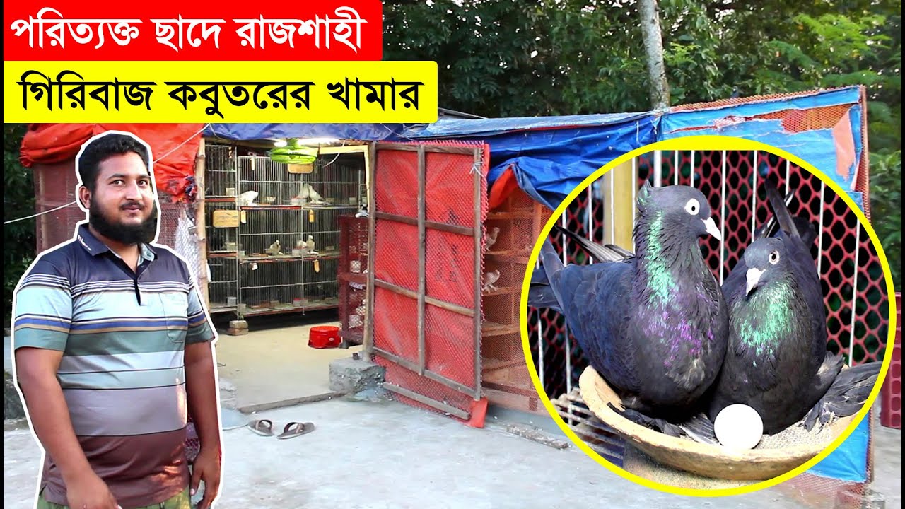 পরিত্যক্ত ছাদে রাজশাহী গিরিবাজ কবুতর পালন করে আয় করছেন প্রতি মাসে ২০/৩০ হাজার টাকা জানালেন খামারি।