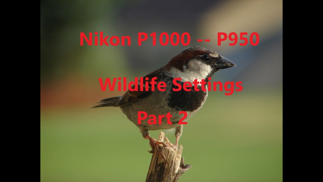 Nikon P1000, P950,  A1000 Wildlife Settings Part 2 --- (2020)