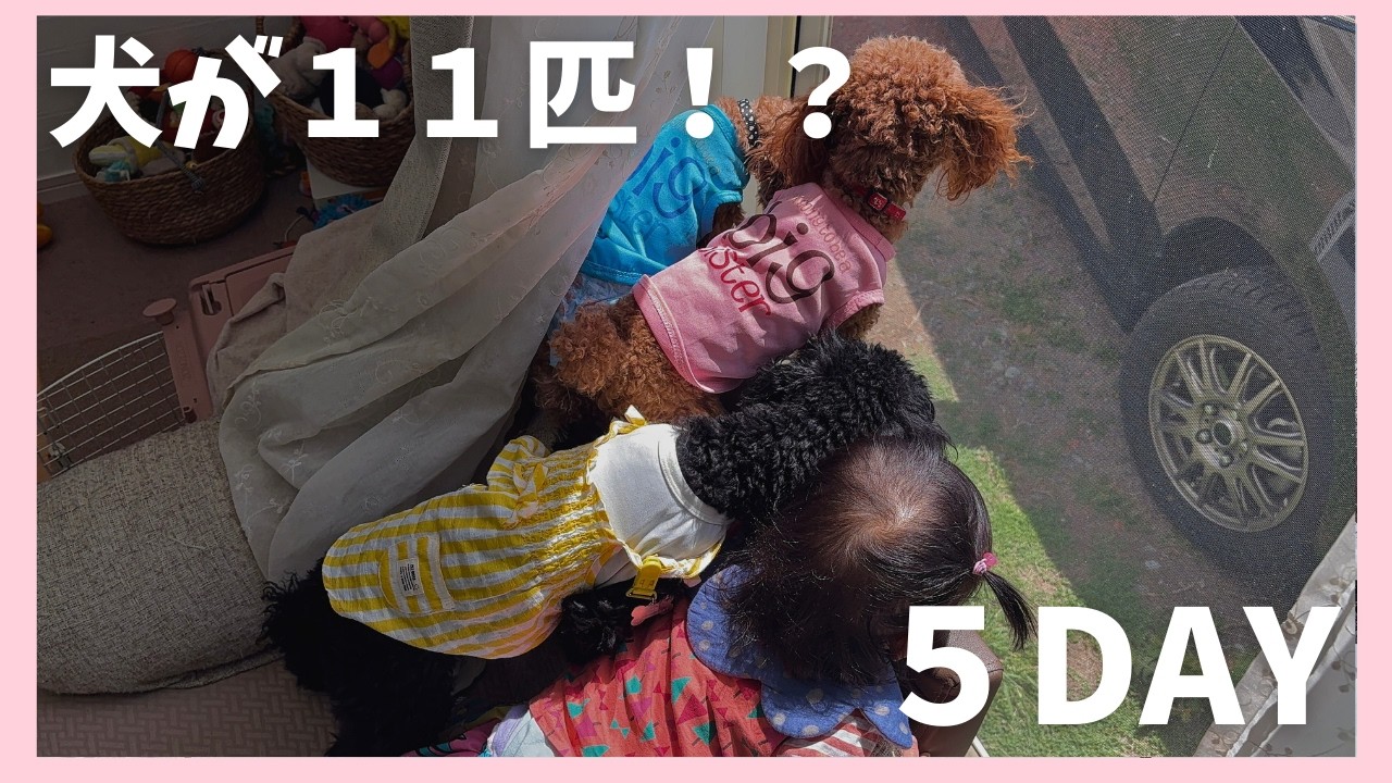 【犬11匹】巣立ちっ子たちの里帰りVLOG｜ブリーダー家のにぎやか5日間