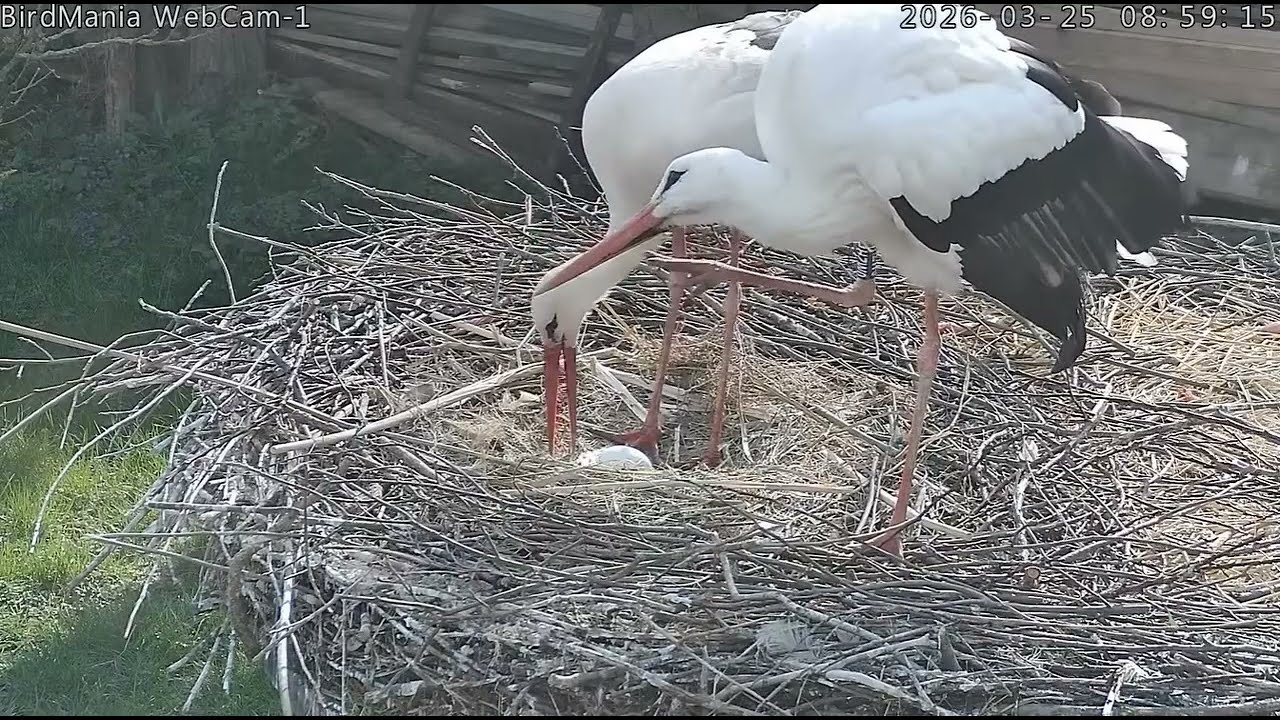 🥚Macus i jajko - Birdmania, HU - 25 03 2026