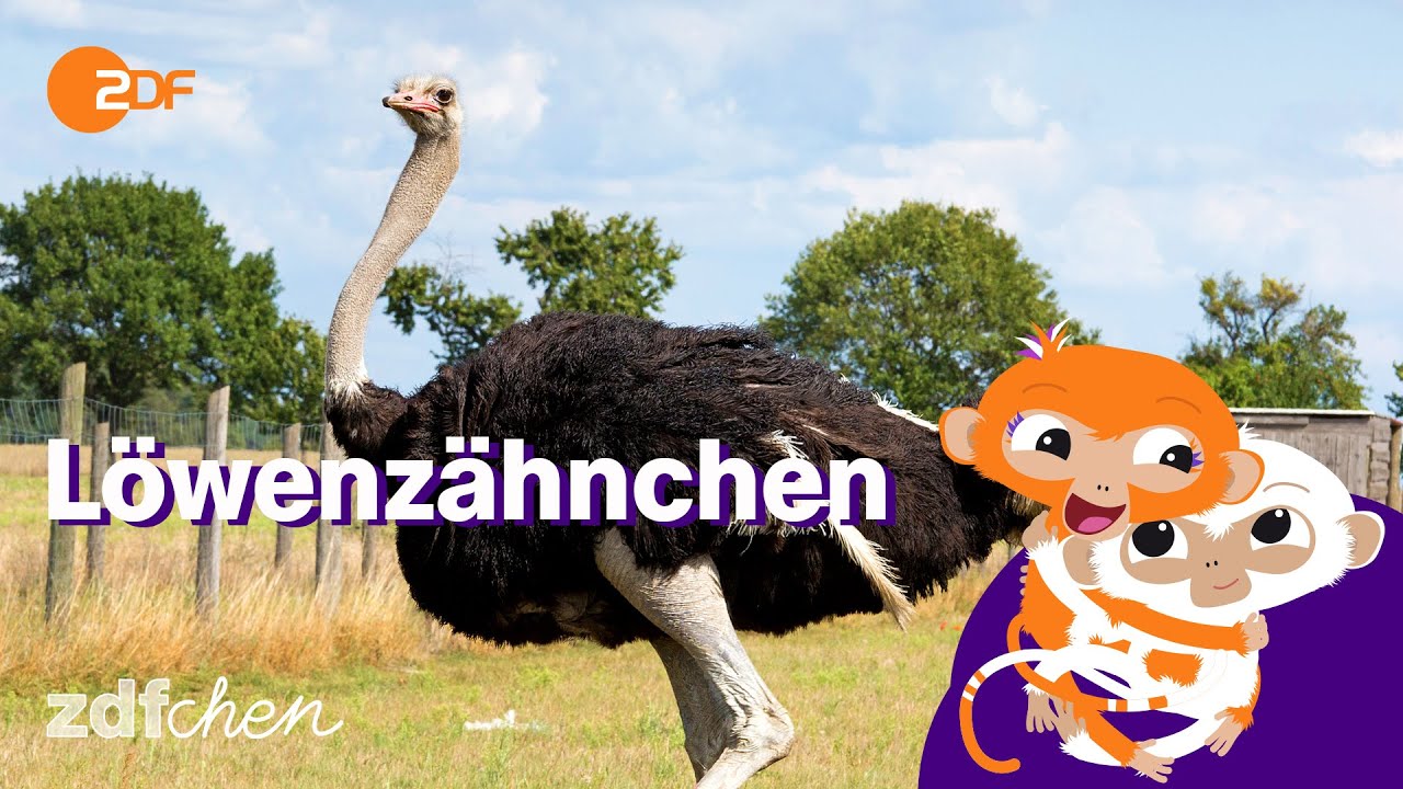 Keks und die Eierdiebe | LÖWENZÄHNCHEN | ZDFchen