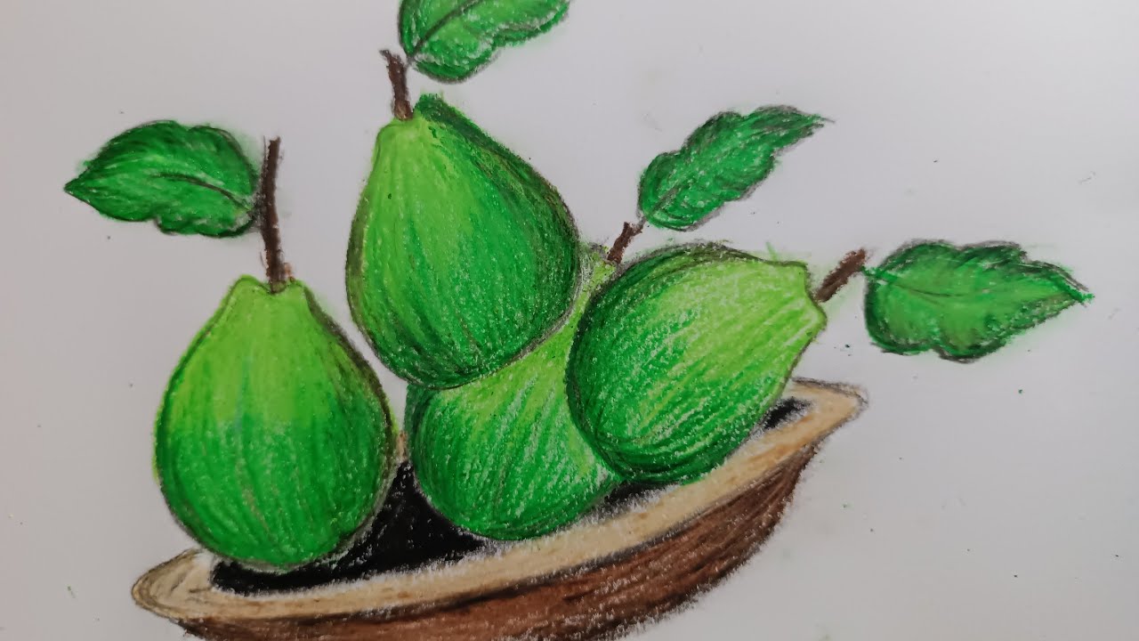 Guava drawing | guava drawing easy | guava drawing step by step | guava drawing with oil pastel
