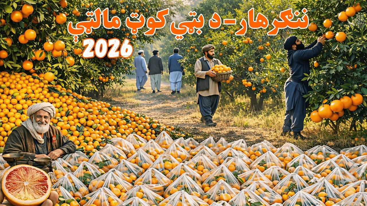 🇦🇫 Beautiful Orange Farm 🍊 in Nangarhar, Afghanistan | Bati Kot 4K 2026 | د ننګرهار خوږې مالټې
