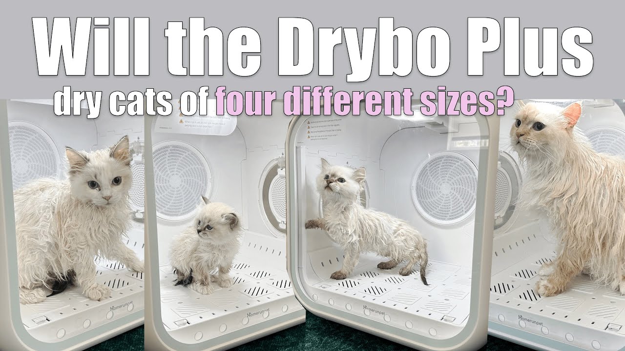 Тестирование сушилки для домашних животных Drybo Plus на моих самых маленьких и самых больших кошках