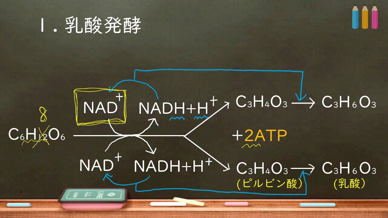 おうち生物  7 . 発酵   (詳細欄にて訂正あり)(高校生物)