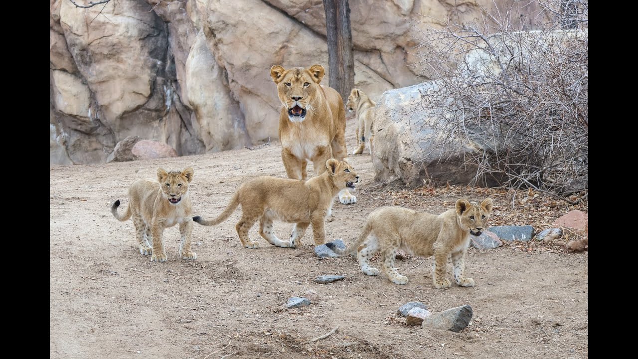 The lion cubs are growing fast and hitting big milestones along the way! 🦁✨