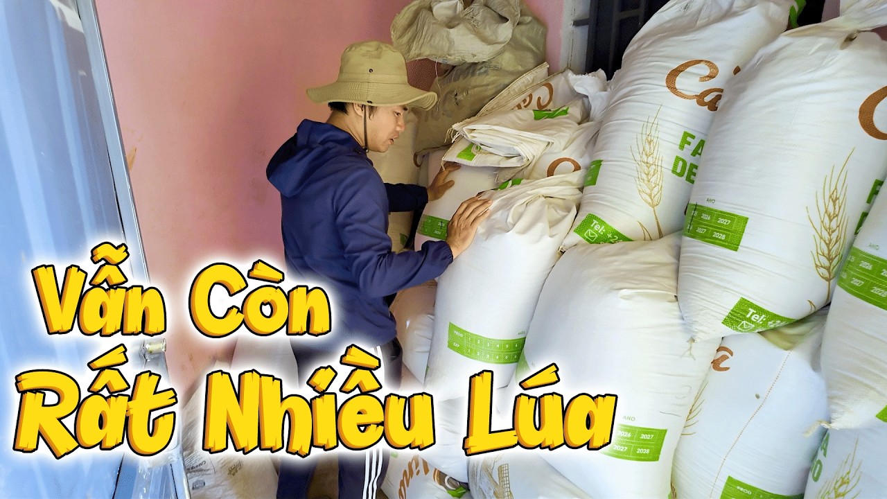 Bản Bên Cạnh Mới Thu Hoạch Lúa 2 Phần Mà Đã Có Cả Tấn Lúa, Thu Hoạch Hết 8 Phần Còn Lại Sẽ Ra Sao?