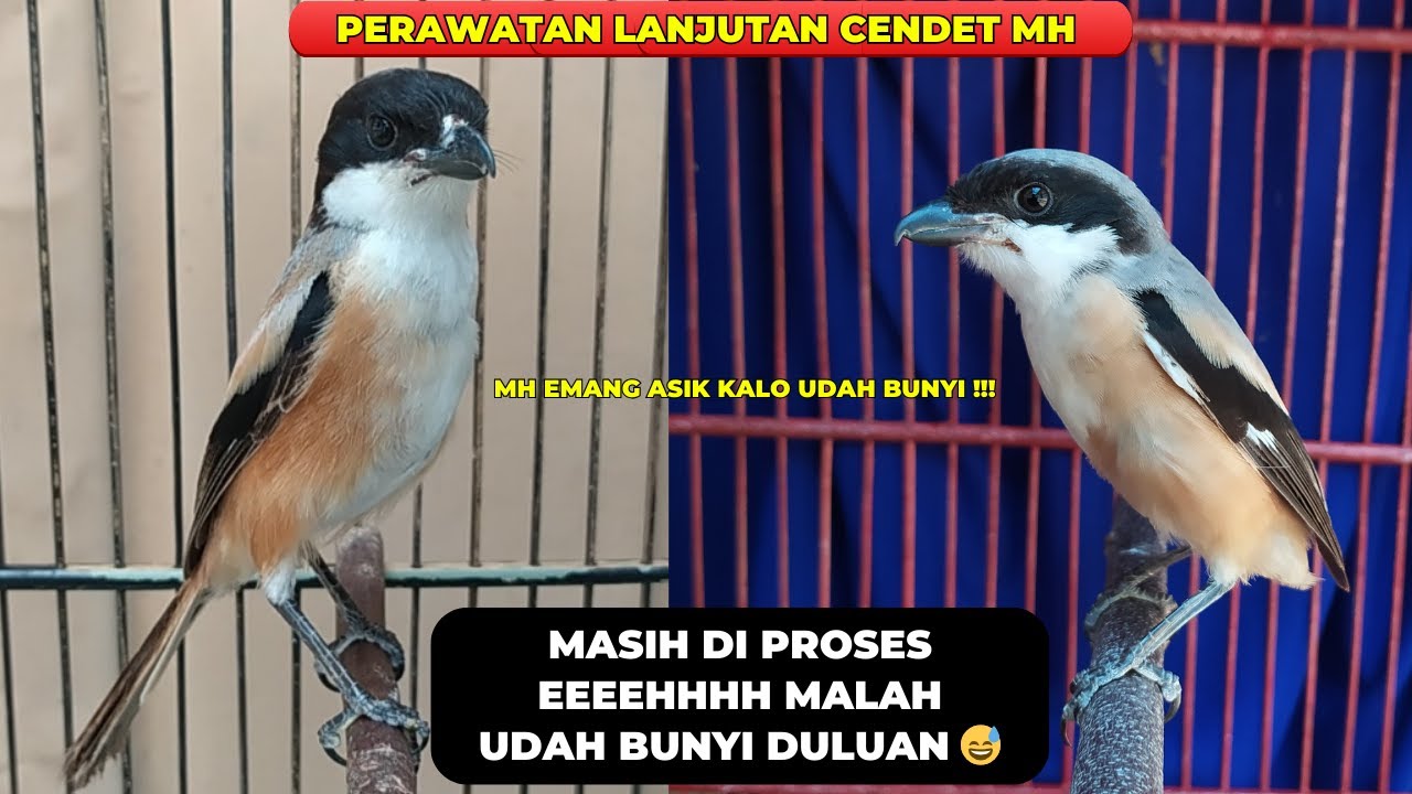 UPDATE CENDET MH❗PADAHAL MASIH DI PROSES MALAH SUDAH RAJIN BUNYI INI BURUNG 😅