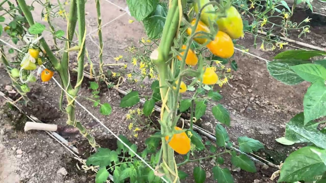 ছোট গাছ, বড় আশা 🍅