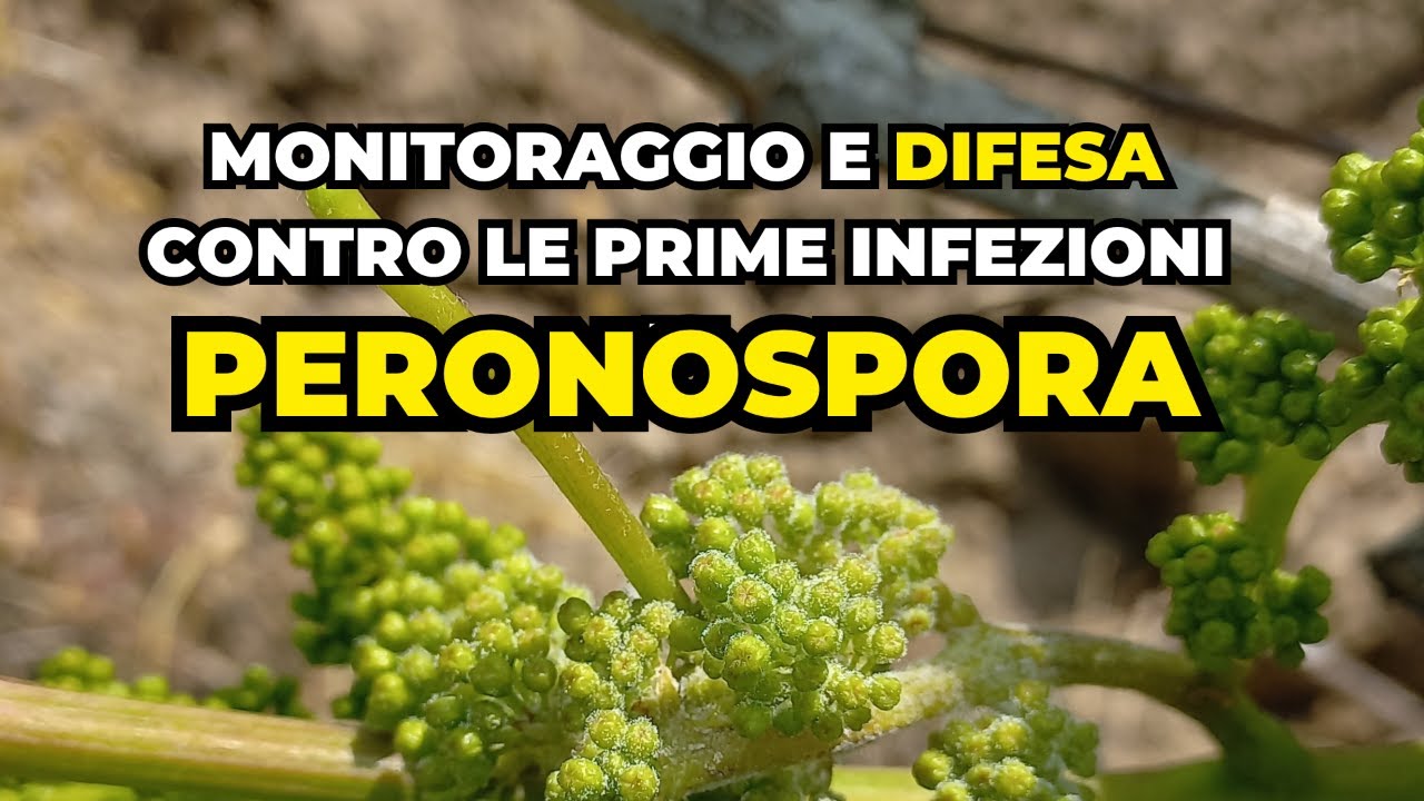 Monitoraggio e difesa contro le prime infezioni di peronospora della vite